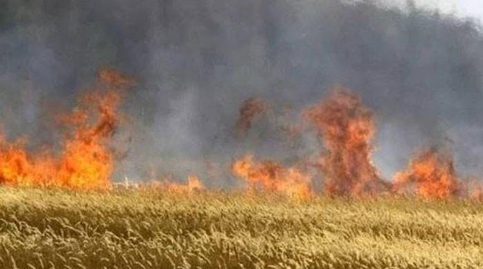 Farmers Suffer Millions in Losses from Wheat Crop 