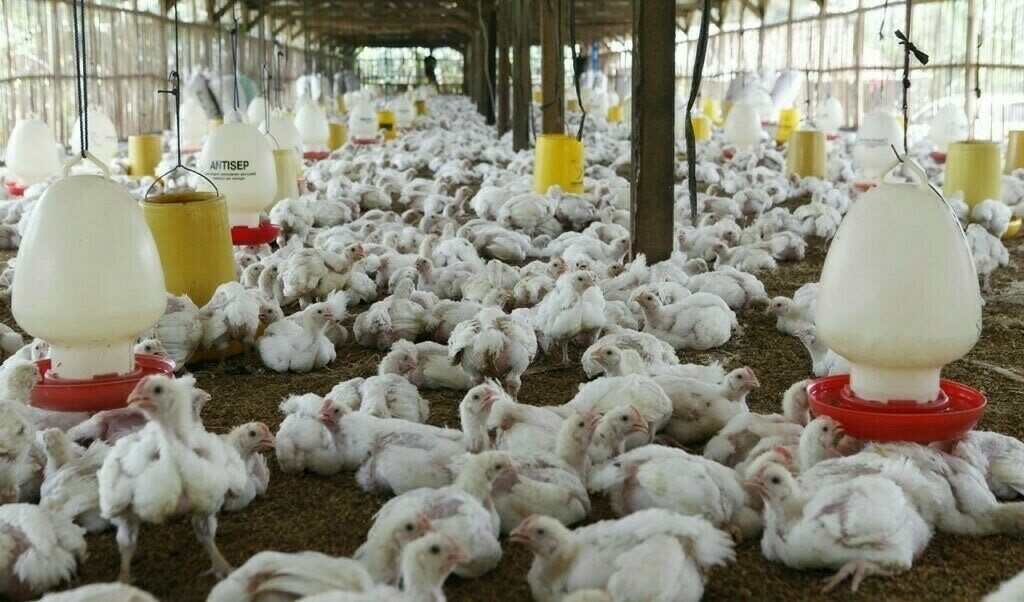 CCP Exposes Price-Fixing Cartel in DOC Market, Highlights Impact on Poultry Prices